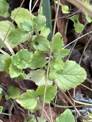Clinopodium douglasii