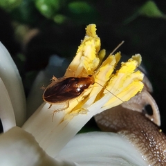 Blattoidae