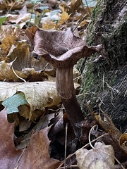 Pseudoclitocybe cyathiformis