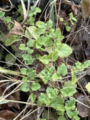 Clinopodium douglasii