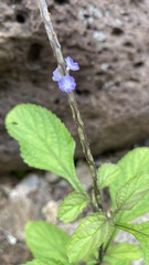 Stachytarpheta cayennensis