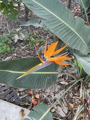 Strelitzia