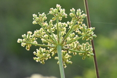 Peucedanum alsaticum