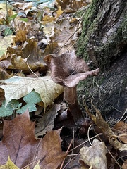 Pseudoclitocybe cyathiformis