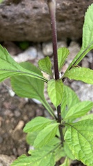Stachytarpheta cayennensis
