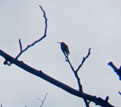 Saucerottia beryllina