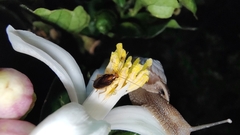 Blattoidae