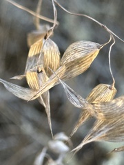 Panicum miliaceum