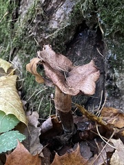 Pseudoclitocybe cyathiformis