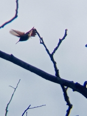 Saucerottia beryllina