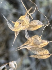 Panicum miliaceum