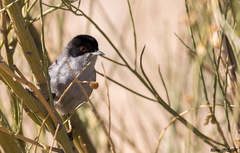 Curruca melanocephala