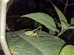 Tettigoniidae