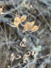 Panicum miliaceum
