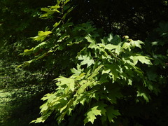 Acer floridanum