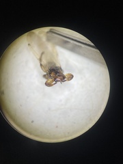 Lipoptena depressa