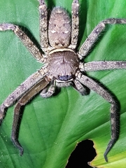 Heteropoda venatoria