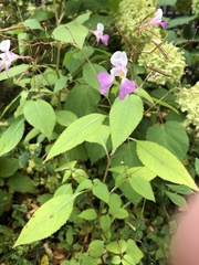 Impatiens balfourii
