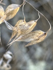 Panicum miliaceum