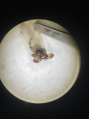 Lipoptena depressa