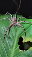 Heteropoda venatoria