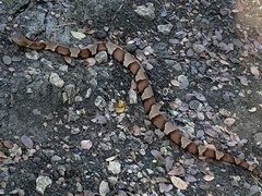 Agkistrodon laticinctus