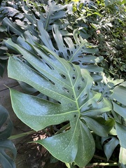 Monstera deliciosa