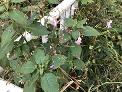 Impatiens balfourii