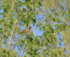 Saltator coerulescens