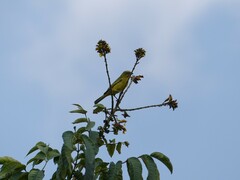 Crithagra sulphurata