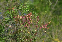 Dolichandra cynanchoides