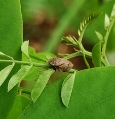 Lepyronia coleoptrata