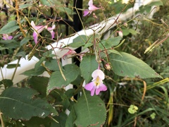 Impatiens balfourii