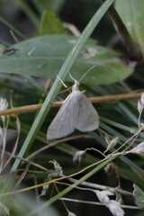 Udea lutealis