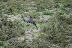 Anthropoides paradiseus