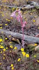 Echeveria gibbiflora