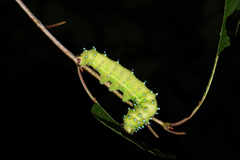 Saturnia pyri