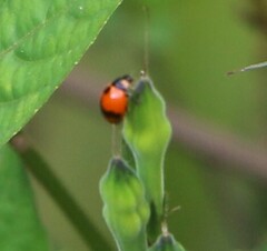 Coccinellidae