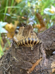 Apheloriini