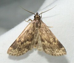 Idia lubricalis