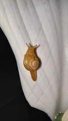 Helicarionidae