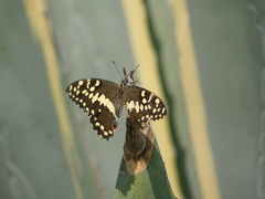 Papilio demodocus