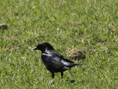 Molothrus rufoaxillaris