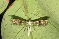 Stenodacma pyrrhodes