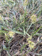 Cenchrus longispinus