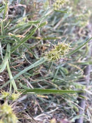 Cenchrus longispinus