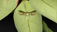 Stenodacma pyrrhodes