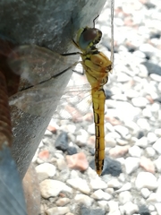 Sympetrum fonscolombii