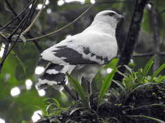 Pseudastur albicollis