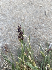 Cenchrus longispinus